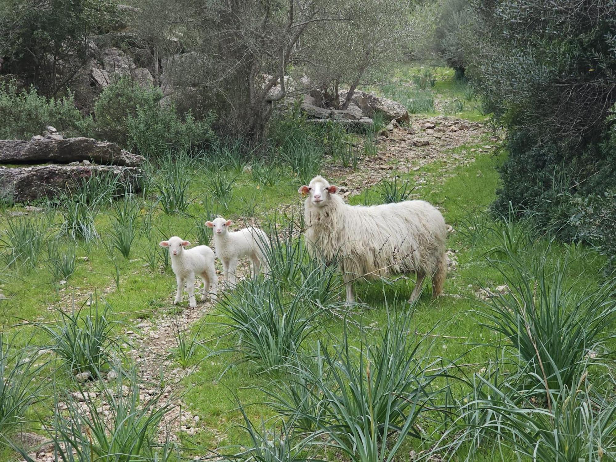 Agroturismo Finca Can Sec Alaró Zewnętrze zdjęcie